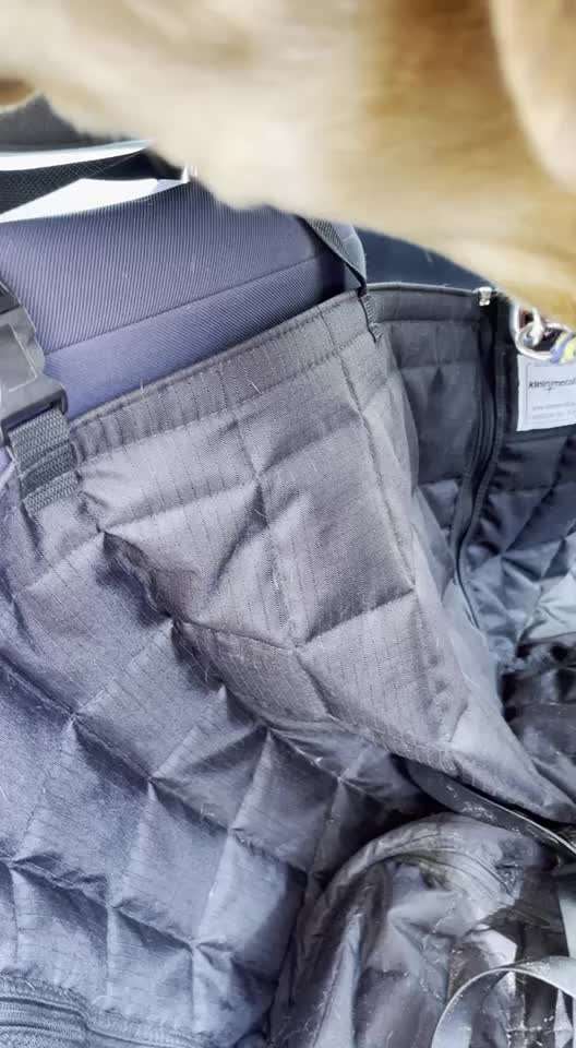 Rhodesian Ridgeback-Beitrag-Bild