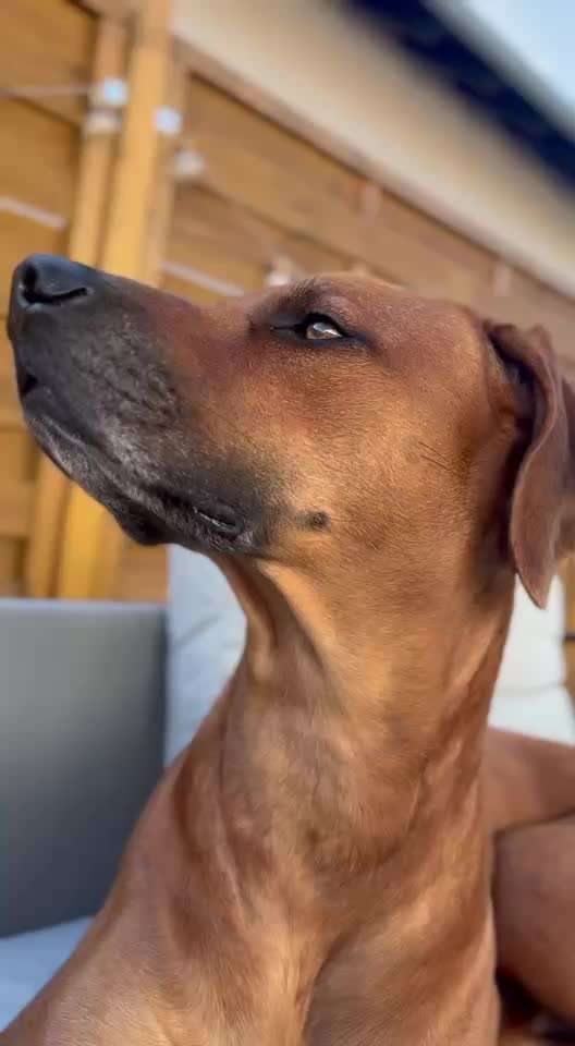 Rhodesian Ridgeback-Beitrag-Bild
