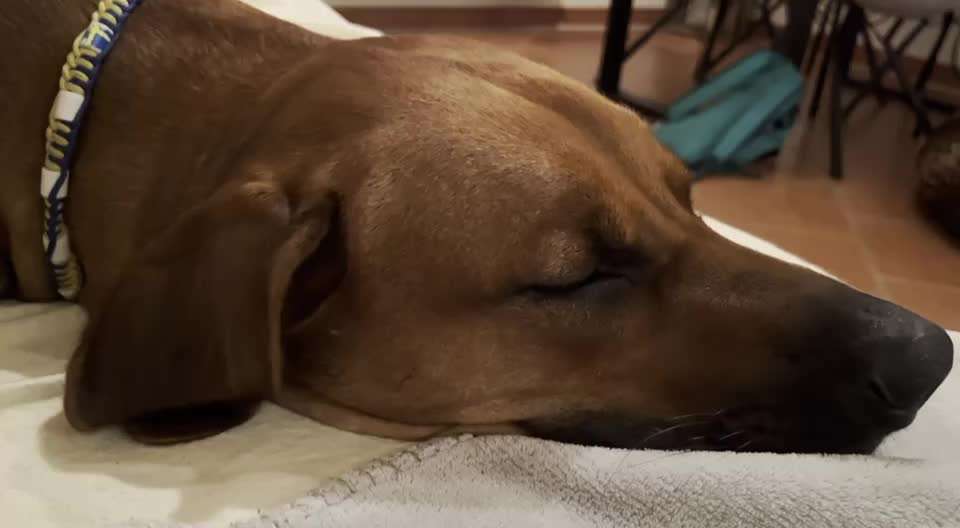 Rhodesian Ridgeback-Beitrag-Bild