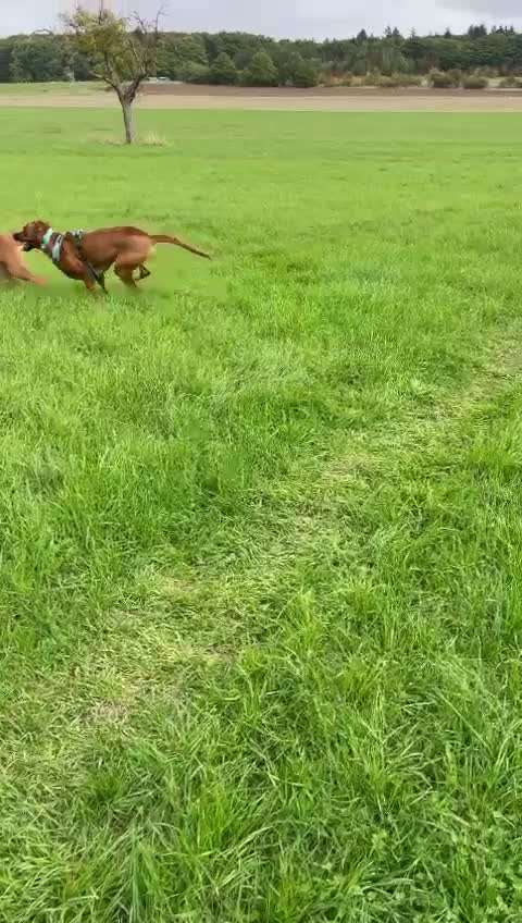 Rhodesian Ridgeback-Beitrag-Bild