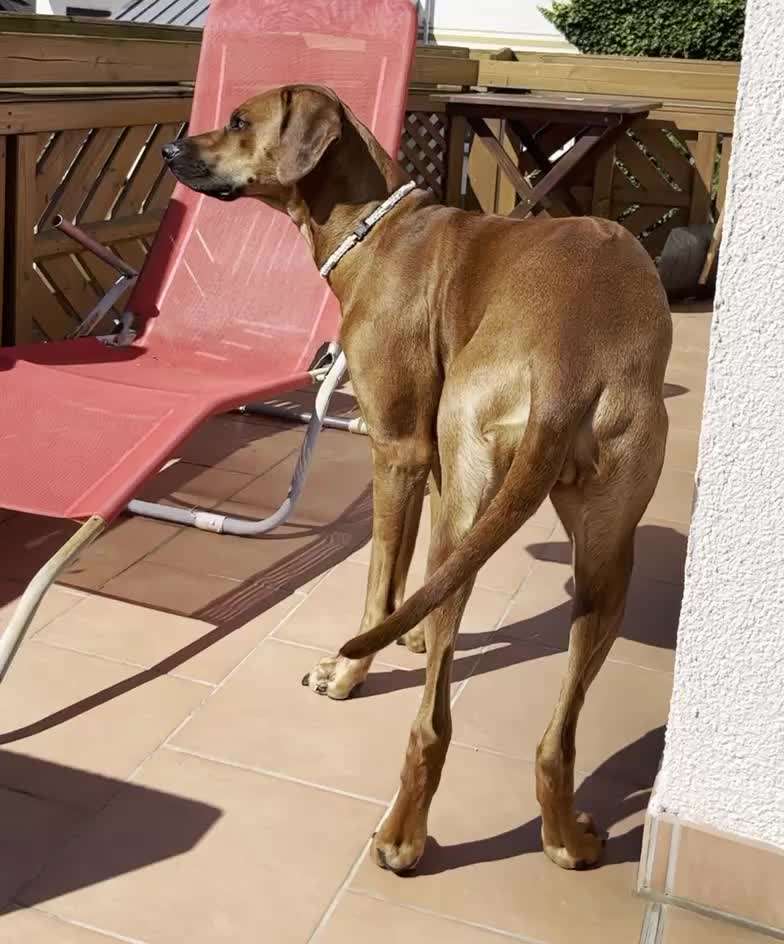 Rhodesian Ridgeback-Beitrag-Bild