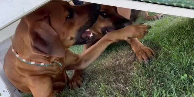 Rhodesian Ridgeback-Beitrag-Bild