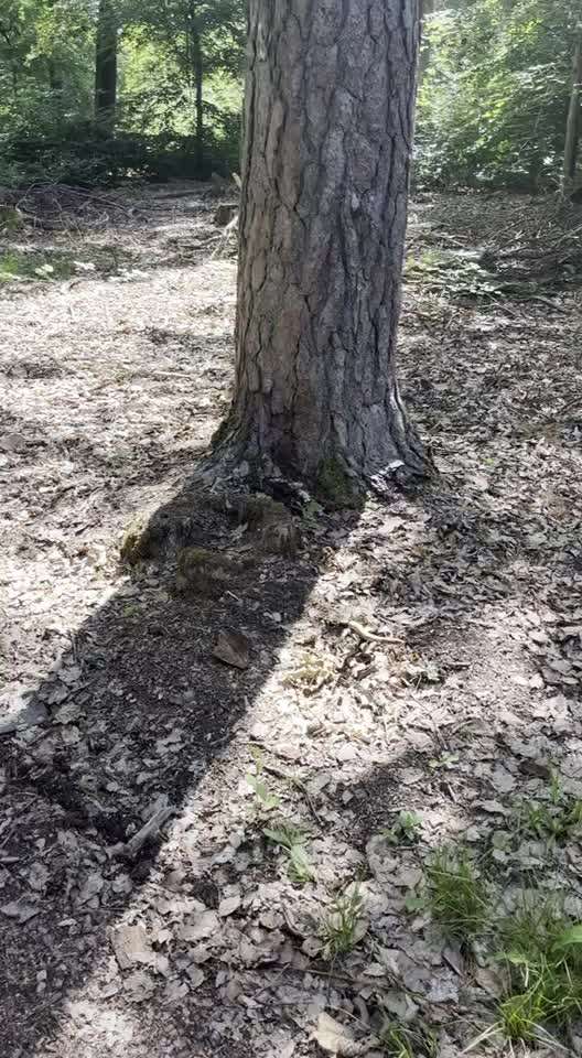 Rhodesian Ridgeback-Beitrag-Bild