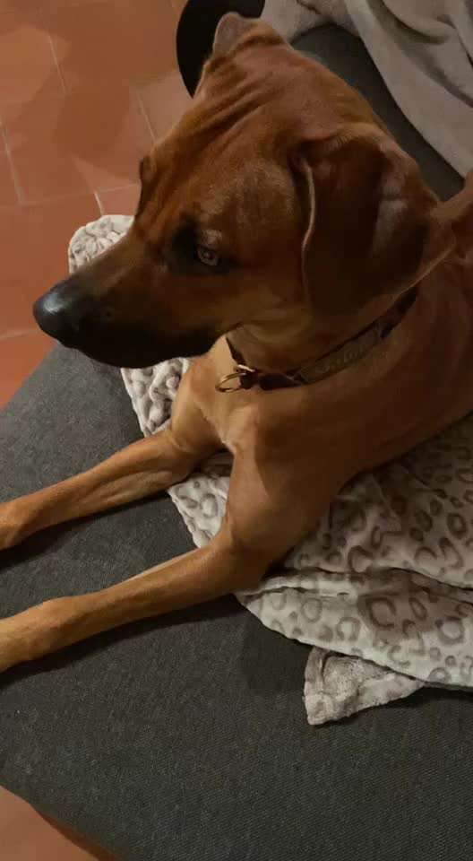Rhodesian Ridgeback-Beitrag-Bild