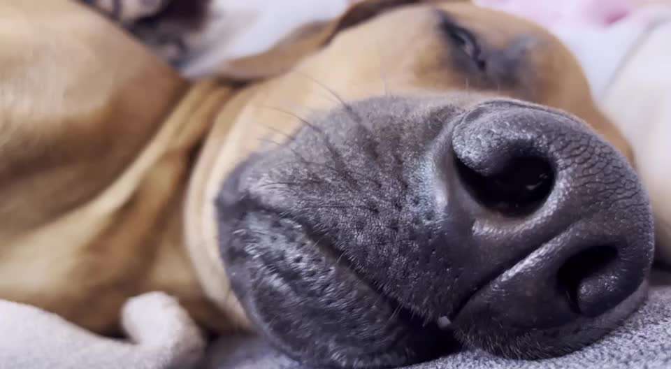 Rhodesian Ridgeback-Beitrag-Bild