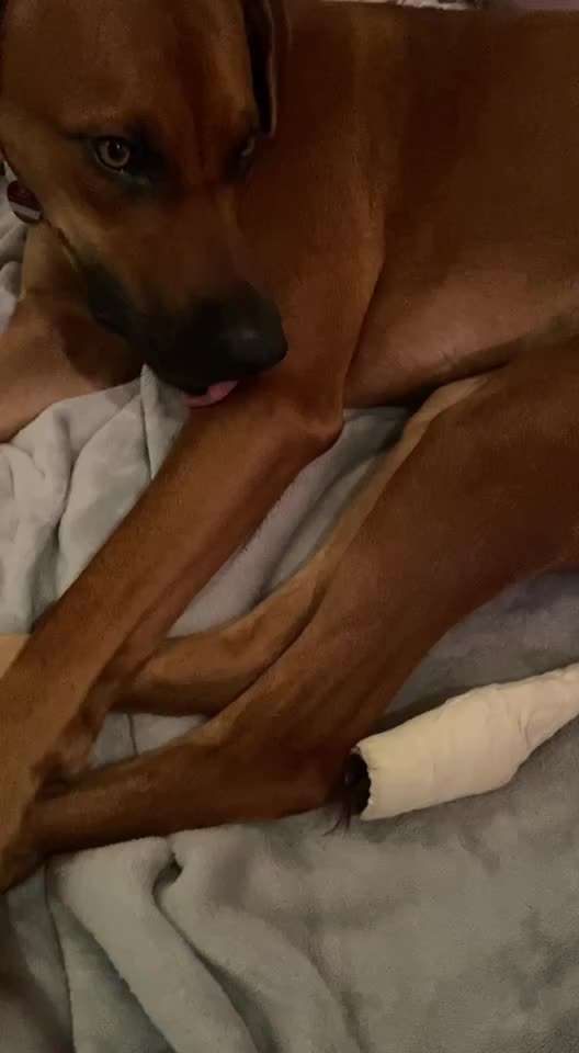 Rhodesian Ridgeback-Beitrag-Bild