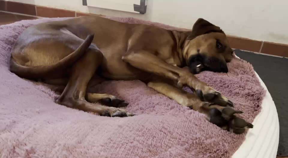 Rhodesian Ridgeback-Beitrag-Bild