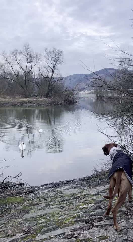 Rhodesian Ridgeback-Beitrag-Bild