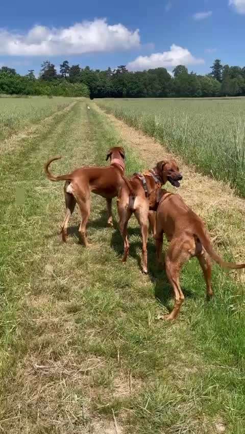 Rhodesian Ridgeback-Beitrag-Bild