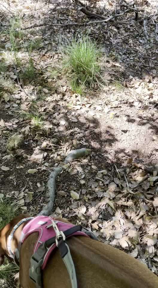 Rhodesian Ridgeback-Beitrag-Bild