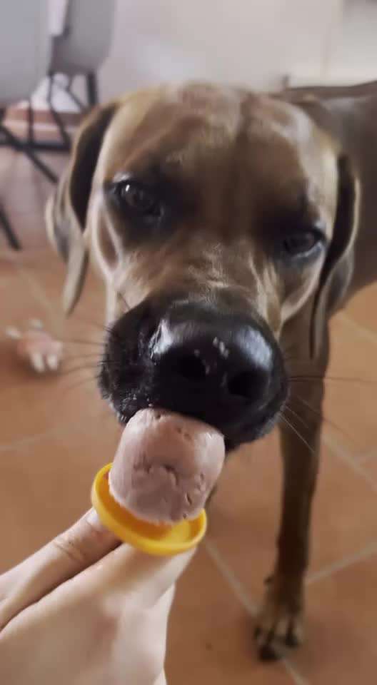 Rhodesian Ridgeback-Beitrag-Bild