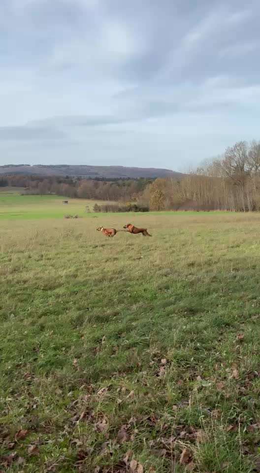 Rhodesian Ridgeback-Beitrag-Bild
