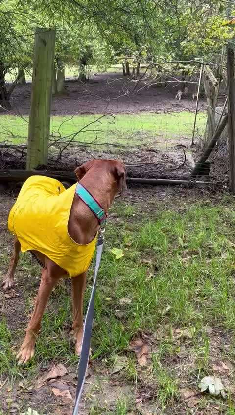 Rhodesian Ridgeback-Beitrag-Bild