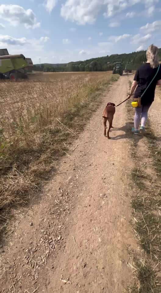 Rhodesian Ridgeback-Beitrag-Bild