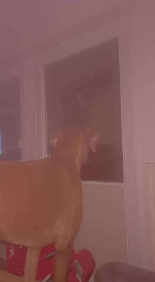 Rhodesian Ridgeback-Beitrag-Bild