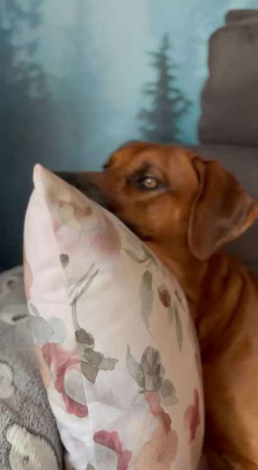 Rhodesian Ridgeback-Beitrag-Bild