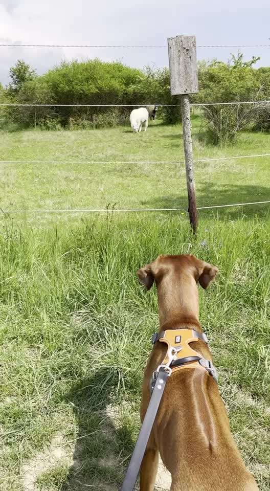 Rhodesian Ridgeback-Beitrag-Bild