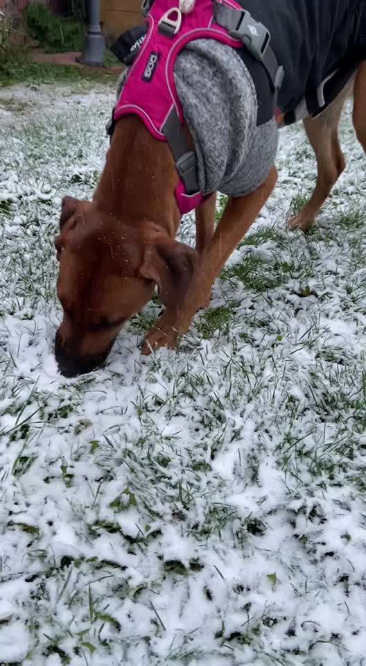 Rhodesian Ridgeback-Beitrag-Bild