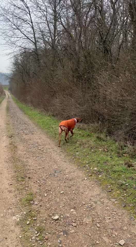 Rhodesian Ridgeback-Beitrag-Bild