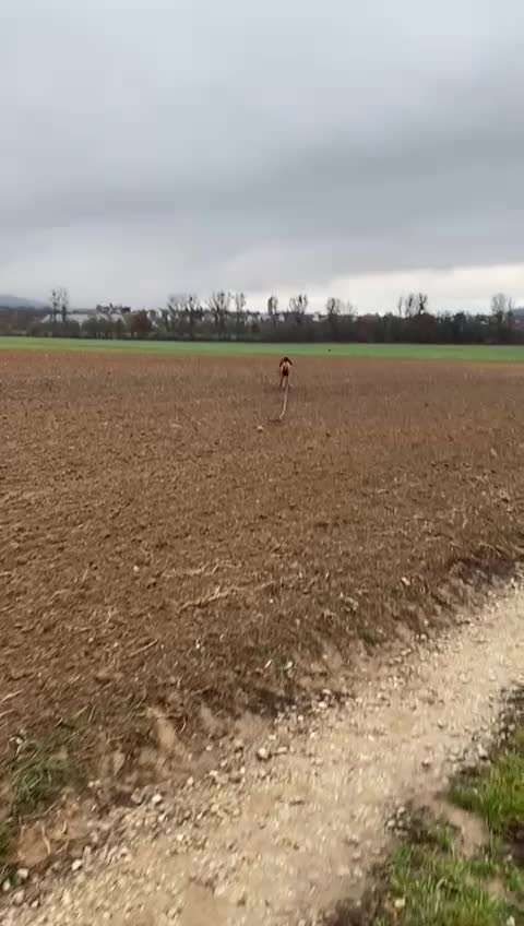 Rhodesian Ridgeback-Beitrag-Bild