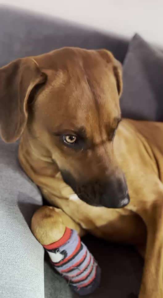 Rhodesian Ridgeback-Beitrag-Bild