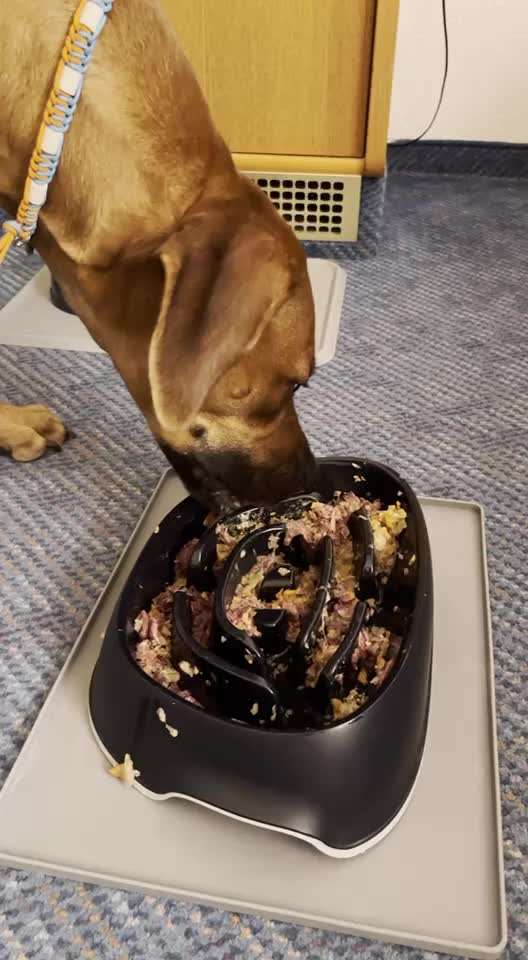 Rhodesian Ridgeback-Beitrag-Bild