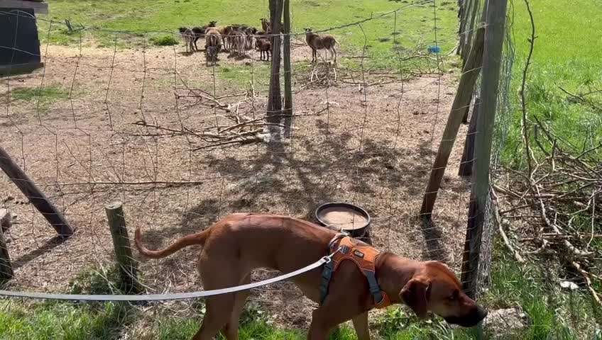 Rhodesian Ridgeback-Beitrag-Bild