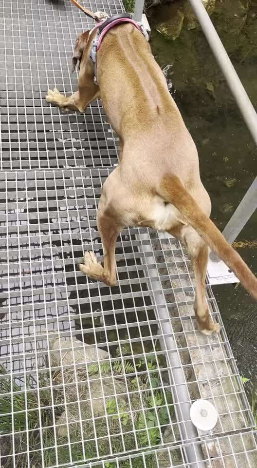 Rhodesian Ridgeback-Beitrag-Bild