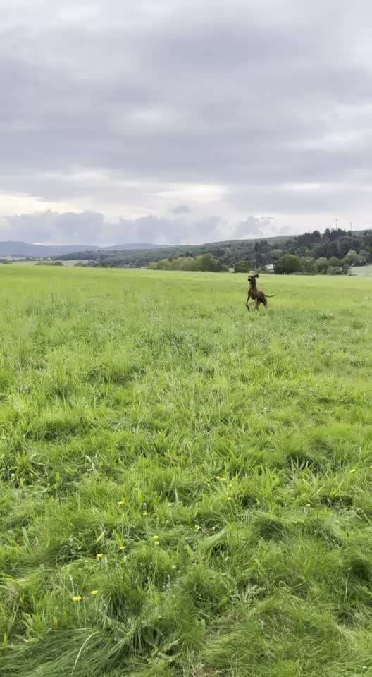 Rhodesian Ridgeback-Beitrag-Bild