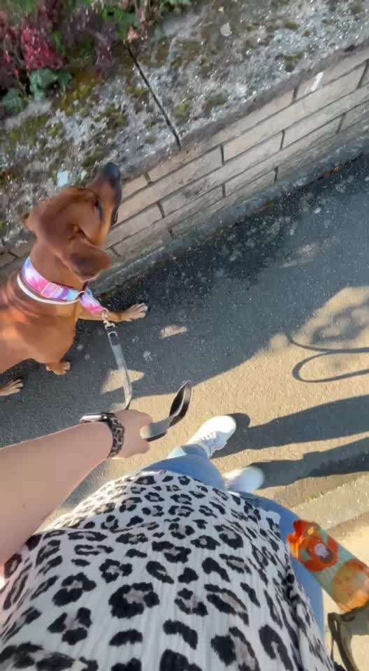Rhodesian Ridgeback-Beitrag-Bild