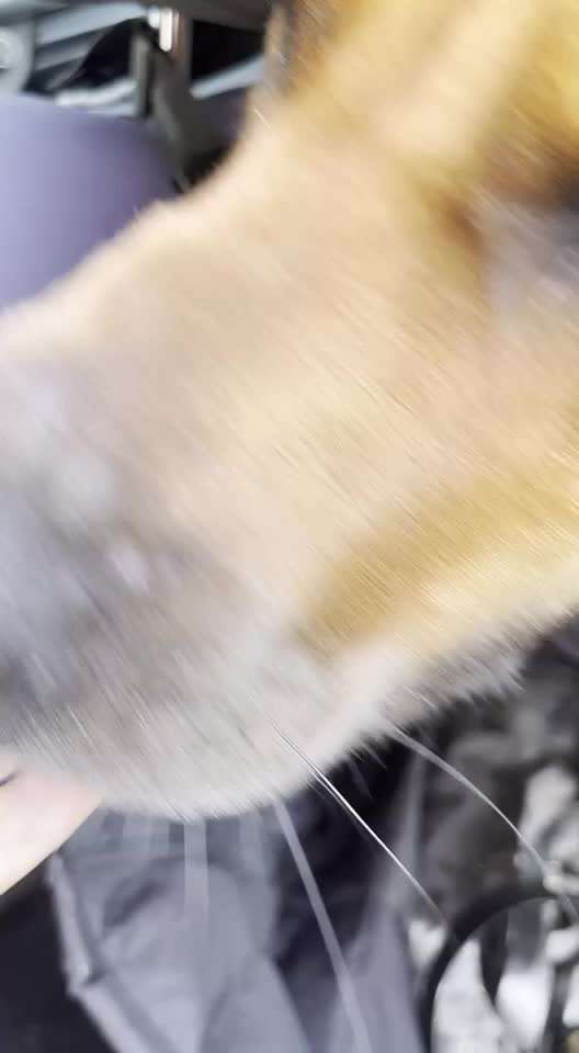 Rhodesian Ridgeback-Beitrag-Bild