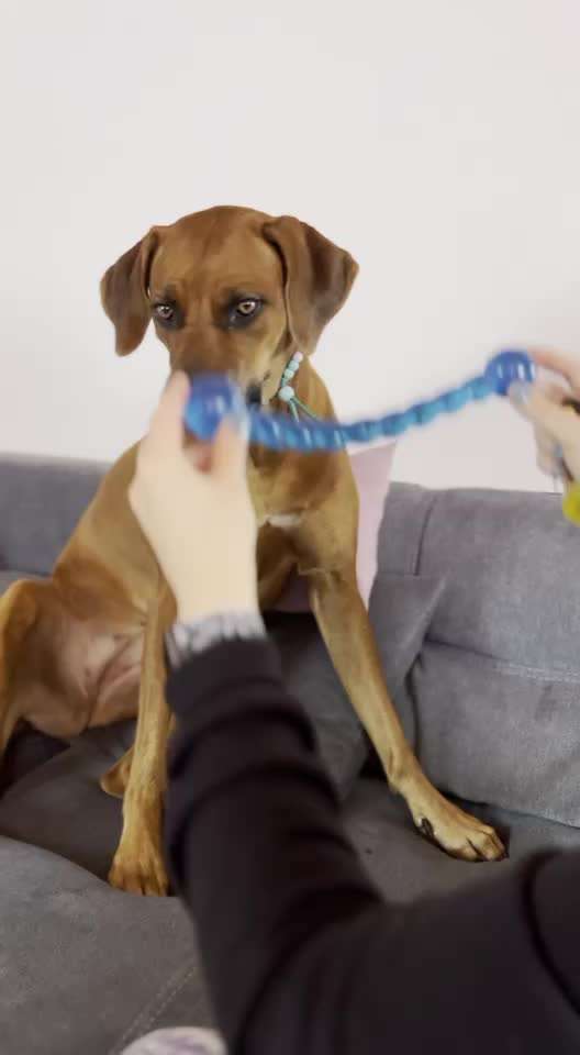 Rhodesian Ridgeback-Beitrag-Bild