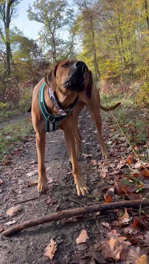 Rhodesian Ridgeback-Beitrag-Bild