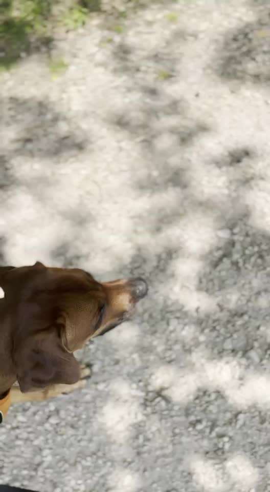 Rhodesian Ridgeback-Beitrag-Bild