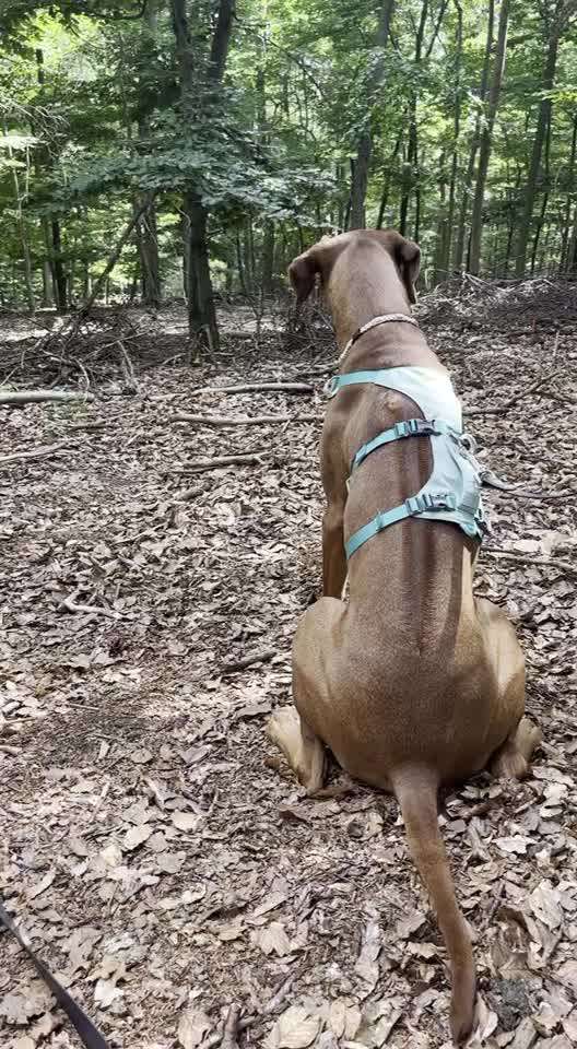 Rhodesian Ridgeback-Beitrag-Bild