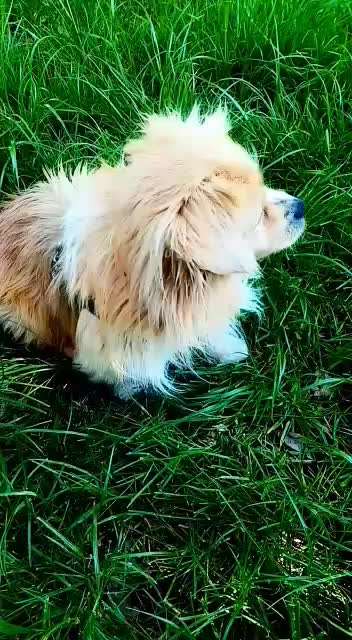 Hund aus dem Spanischen Tierschutz-Beitrag-Bild