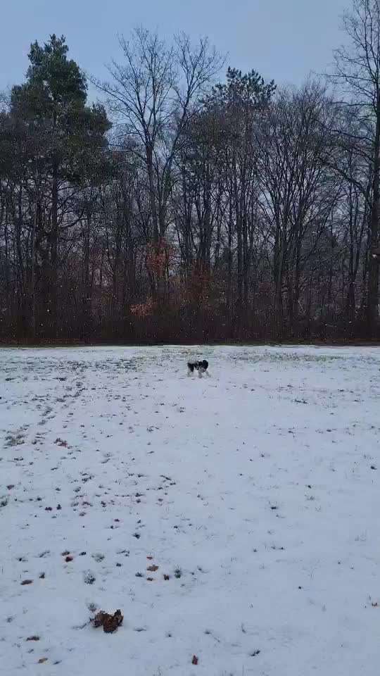 Alles rund um den Pudel-Beitrag-Bild