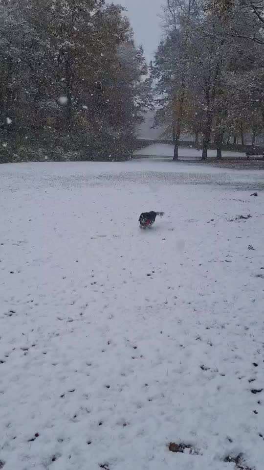 Alles rund um den Pudel-Beitrag-Bild