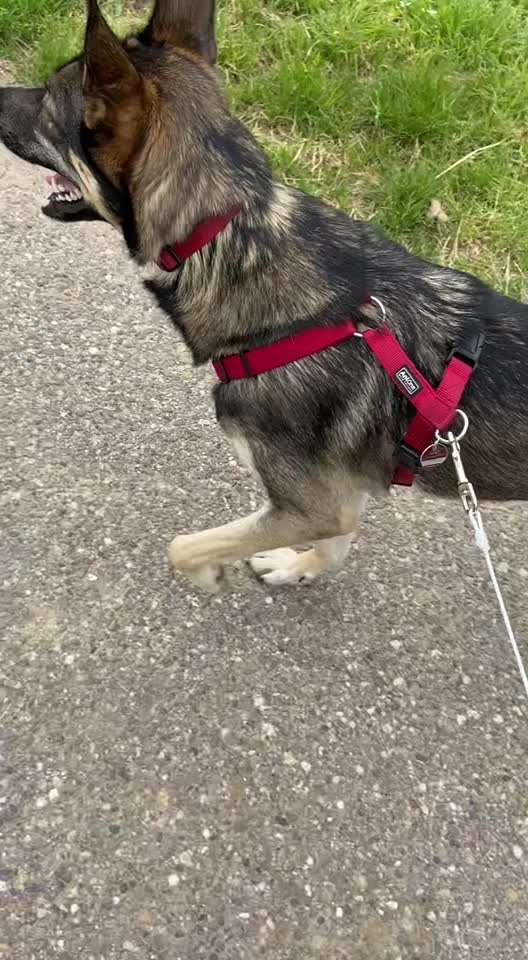 Radfahren mit Hund-Beitrag-Bild
