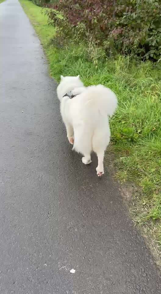 Gangbild/-analyse-Beitrag-Bild