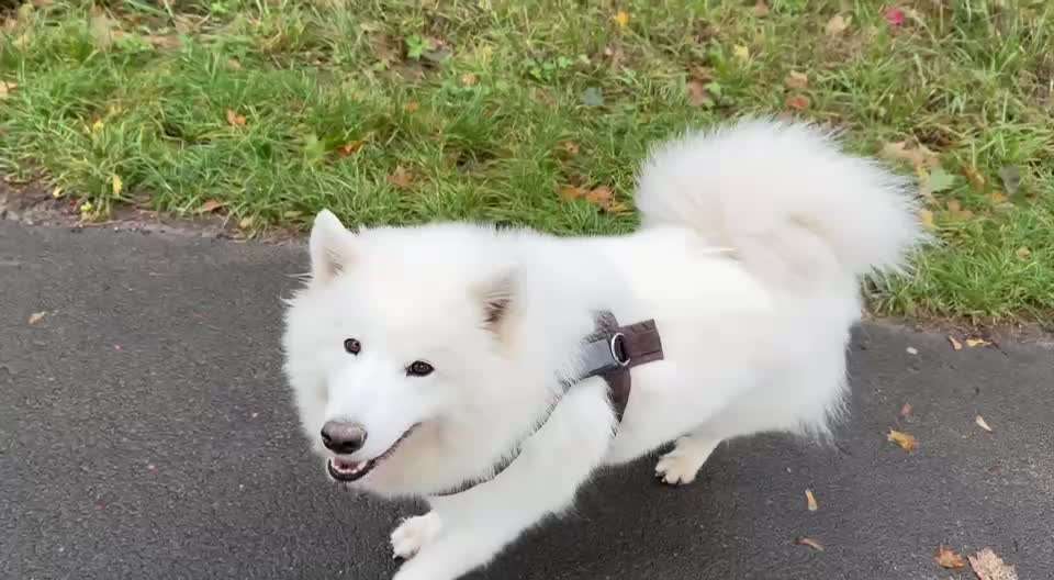 Gangbild/-analyse-Beitrag-Bild