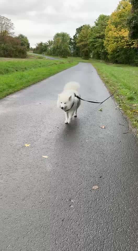 Gangbild/-analyse-Beitrag-Bild