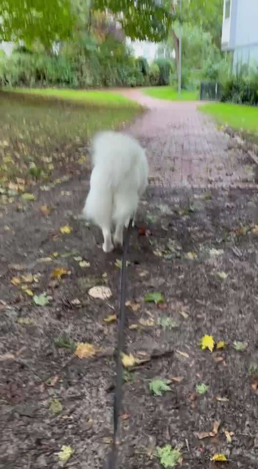 Gangbild/-analyse-Beitrag-Bild