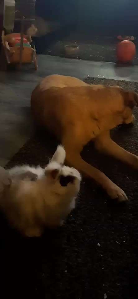 Wie reagiert euer Hund auf Hasen zu Hause?-Beitrag-Bild