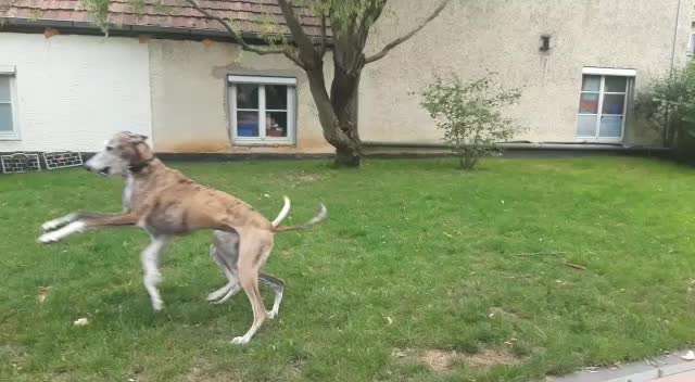 Windhunde - Treffen der besonderen Schönheiten
HERZLICH WILLKOMMEN-Beitrag-Bild