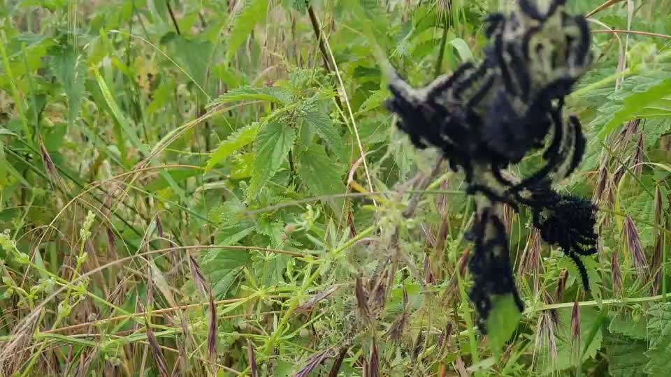 Eichenprozessionsspinner?-Beitrag-Bild