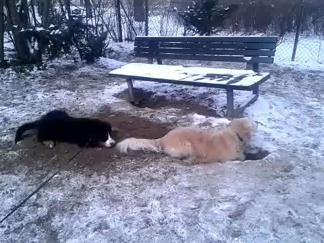 Berner Sennen-Beitrag-Bild