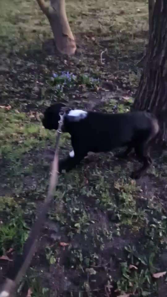 Mastzelltumor-Beitrag-Bild