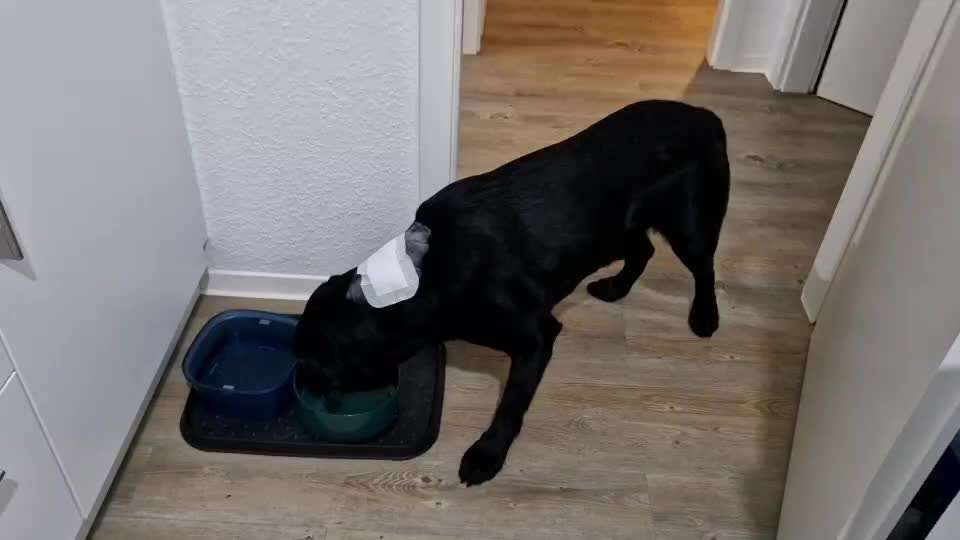 Mastzelltumor-Beitrag-Bild