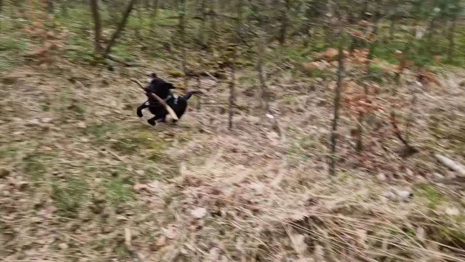 Mastzelltumor-Beitrag-Bild